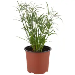 LAS BANDURRIAS - Papiro Enano 30 cm Natural CT15