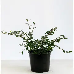 VIVERO LOS BOLDOS - Cotoneaster 20 cm Natural CT19