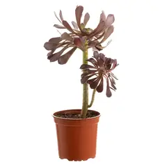 LAS BANDURRIAS - Planta Aeonium 20 cm Natural CT13