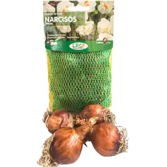 ERGO - Bulbo narciso surtido 4 unidades