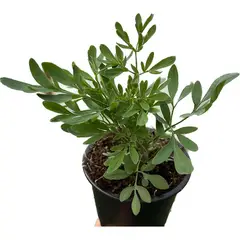 FLORES DE MI TIERRA - Ruda 12 cm Natural CT10