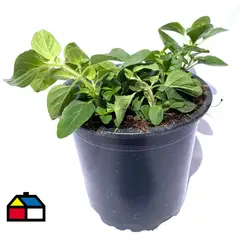 FLORES DE MI TIERRA - Orégano 12 cm Natural CT10