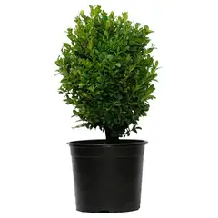 VIVERO LOS BOLDOS - Arbusto Boj Bola Natural 20 cm