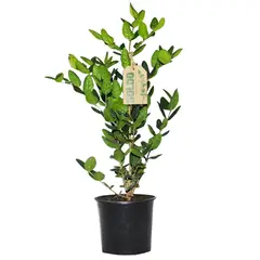 GENERICO - Boldo Ramificado 35 cm Natural CT15