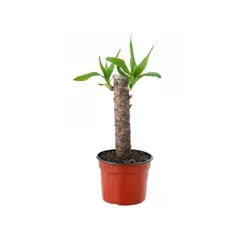 VIVEROS HIJUELAS - Yuca 25 cm Natural CT14