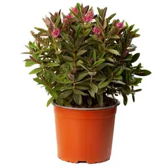VIVEROS HIJUELAS - Hebe Queen colores 20 cm CT17