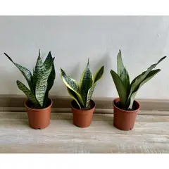 undefined - Planta Sansevieria 25 cm Natural CT13