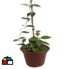 FEROXCACTUS - Hoya Carnosa 80 cm Natural CT21