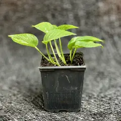 GENERICO - Scindapsus Aureus 15 cm Natural CT11