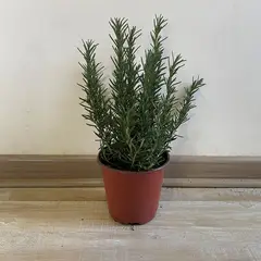 undefined - Romero Arbustivo 20 cm Natural CT15
