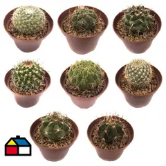 FEROXCACTUS - Cactus colección 7 cm Natural CT9