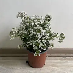 GENERICO - Planta Verónica Colombiana Natural 0.25 m