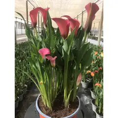 GENERICO - Cala x 3 30 cm Natural CT19