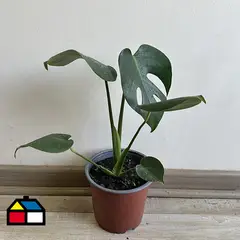 GENERICO - Monstera Deliciosa 25 cm Natural CT15