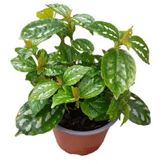 undefined - Pilea 20 cm Natural CT12
