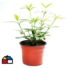 VIVEROS HIJUELAS - Gardenia Jasminoide 0,10m ct14