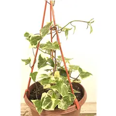 FLORES DE MI TIERRA - Senecio Magroglossus 30 cm Natural CT19