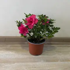 undefined - Azalea 23 cm Natural CT15