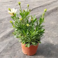 FAMILY GARDEN VIVERO - Dimorfoteca 15 cm Natural CT13