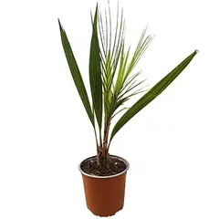 GENERICO - Palma Chilena 40 cm Natural CT17