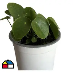 FLORES DE MI TIERRA - PILEA 0,12M CT14