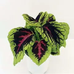 FLORES DE MI TIERRA - Coleus Kong 25 cm Natural CT17
