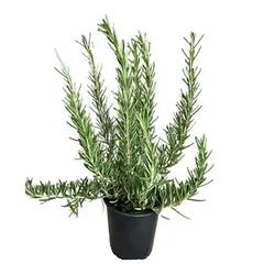 FLORES DE MI TIERRA - Romero 10 cm Natural CT13