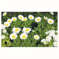 GENERICO - Crisantemo Paludoso 15 cm Natural CT10