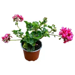 GENERICO - Planta Hiedra Carden 20 cm Natural CT15