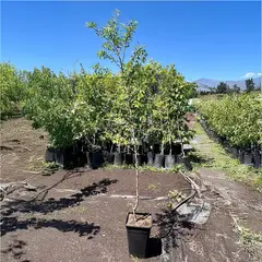 GENERICO - Árbol Almendro Natural 1.5 m
