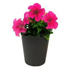 FLORES DE MI TIERRA - Planta Petunia 10 cm Natural CT10