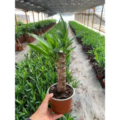 undefined - Yucca 0.40 m Natural CT15