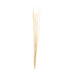 SOHOGAR - Vara Sauce Preservado 150 cm Beige