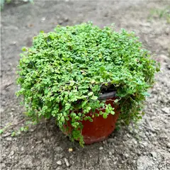 GENERICO - Musgo Natural 10 cm