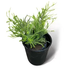 FLORES DE MI TIERRA - Diosma 30 cm Natural