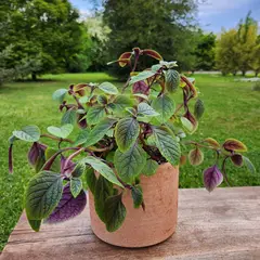 GENERICO - Planta Dólar 20 cm Natural CT20