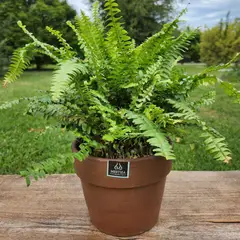 GENERICO - Planta Helecho 18 cm Natural CT18