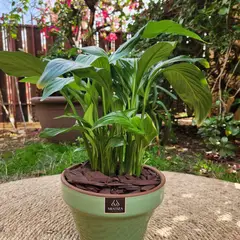GENERICO - Planta Spathiphyllum 19 cm Natural CT19
