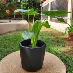 GENERICO - Planta Manto De Eva 40 cm Natural CT40