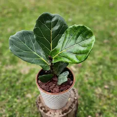 POTTERY - Planta Natural Ficus Lyrata Con Maceta Cerámica Zaia Texturado Blanco 20 Cm