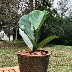 POTTERY - Planta Natural Ficus Lyrata Con Maceta Cerámica Zaia Texturado Cobre 20 Cm