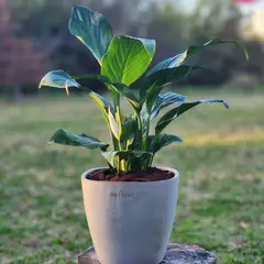 POTTERY - Planta Natural Spathiphyllum Con Maceta Cemento Cuadrada 16 Cm