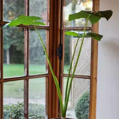 GENERICO - Planta Manto Eva 26 cm Natural CT26