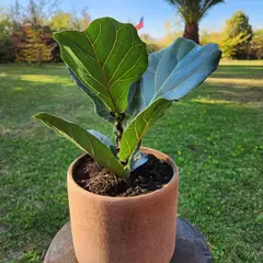 POTTERY - Planta Natural Ficus Lyrata Con Maceta Arcilla Luna 20 Cm