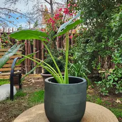 GENERICO - Planta Manto De Eva 40 cm Natural CT40