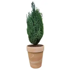 POTTERY - Planta Natural Pino Budy Con Maceta Arcilla Natural Duo 30 Cm