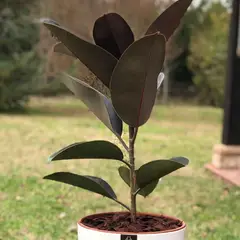 POTTERY - Planta Natural Gomero Burgundy Con Maceta Zafiro 24 Cm Blanco