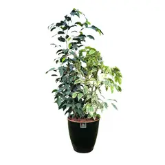 POTTERY - Planta Natural Ficus Mixto Benjamina Con Maceta Cerámica Zafiro Negro 24 Cm