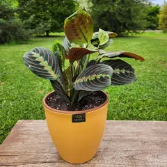 POTTERY - Planta Natural Maranta Colgante Con Maceta Cerámica Zafiro Mostaza 17 Cm