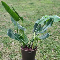 GENERICO - Planta Longifolio 20 cm Natural CT20